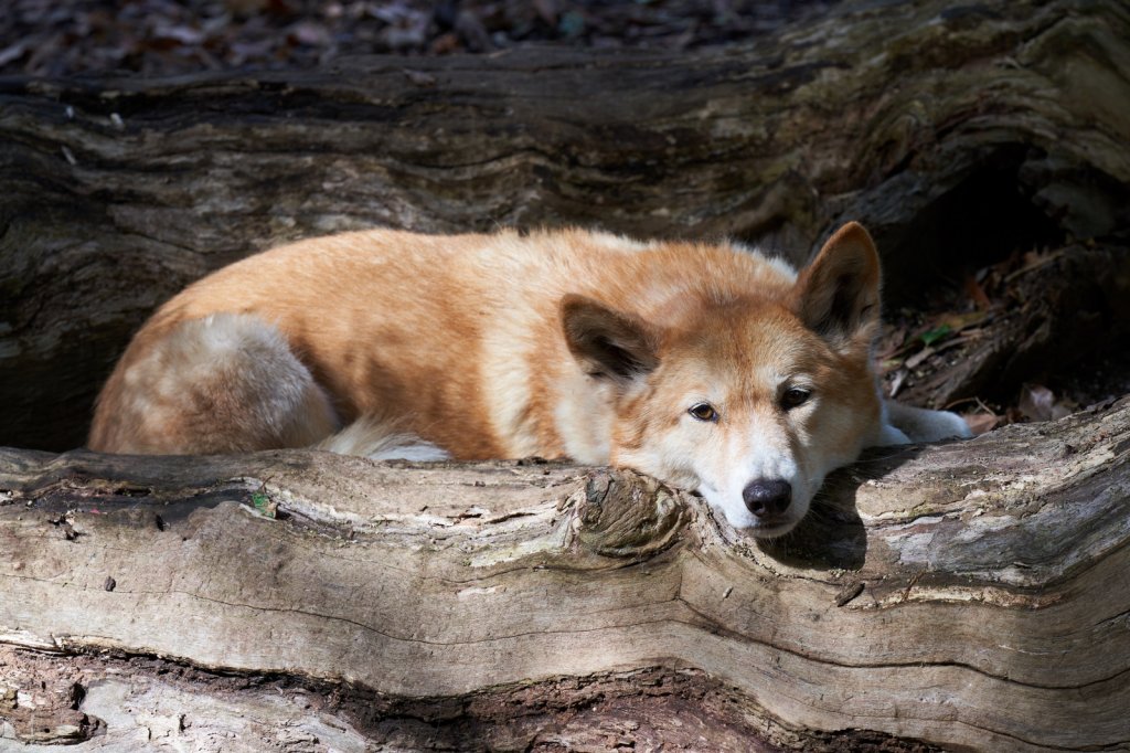 Dingo, Healesville Sanctuary
