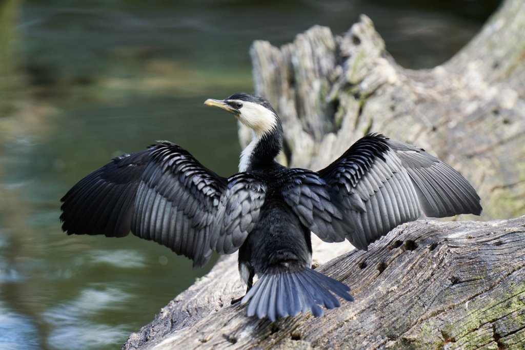Kormoran, Healesville Sanctuary