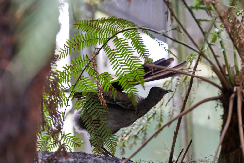 Prachtleierschwanz, Healesville Sanctuary