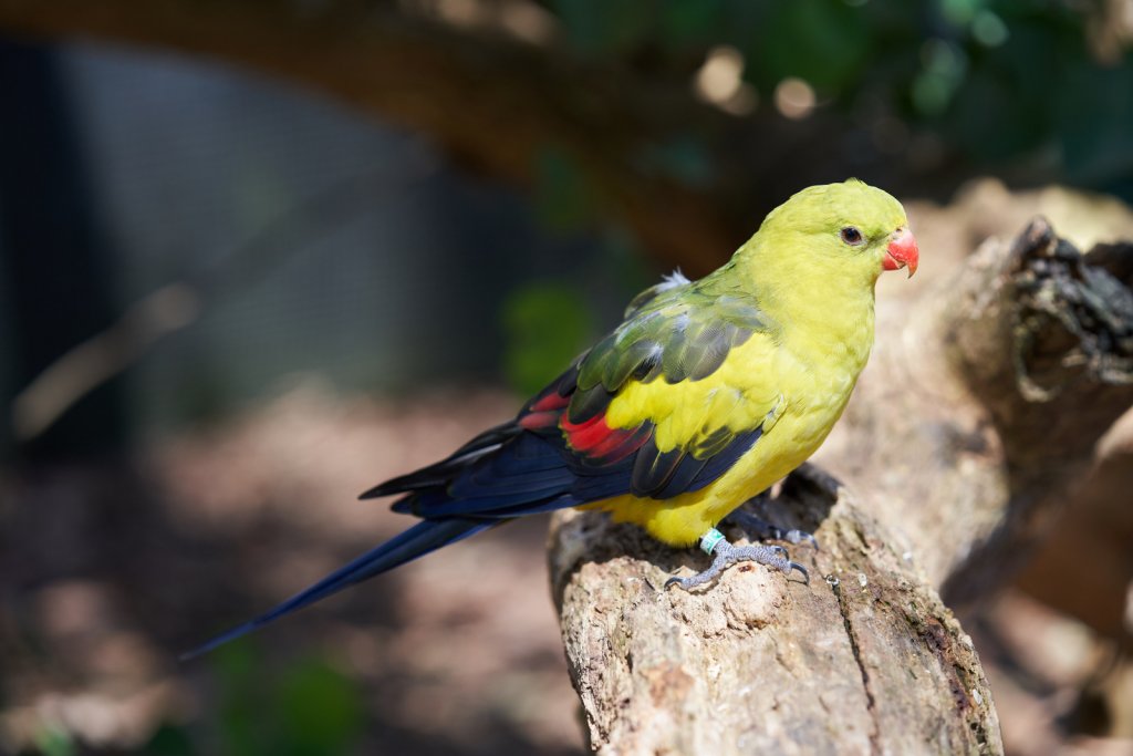 Bergsittich (Regent Parrot), Healesville Sanctuary
