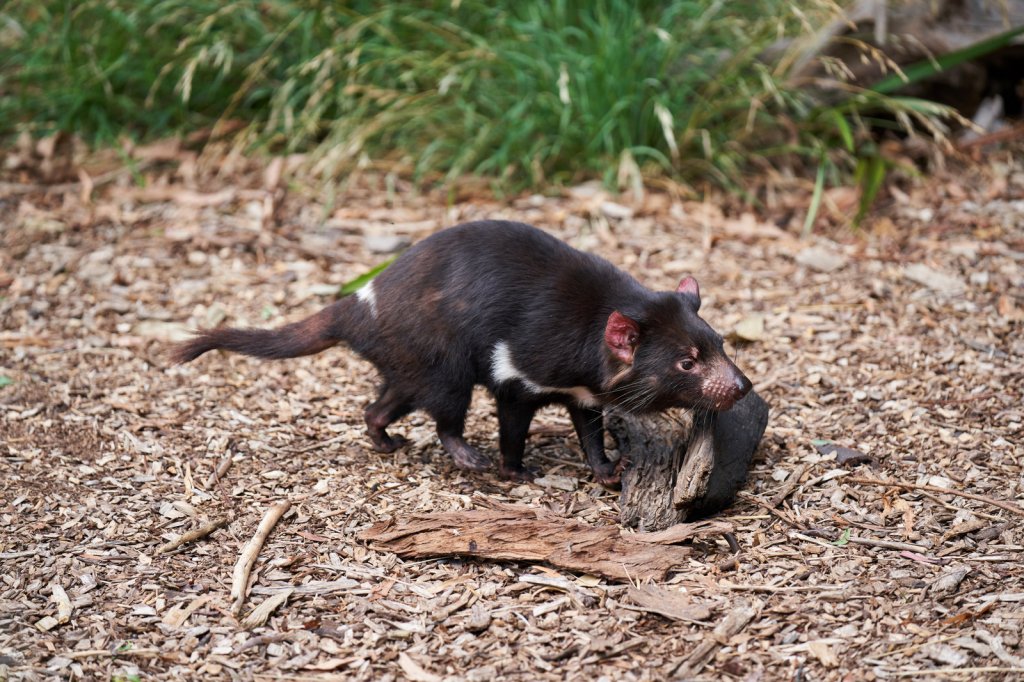 Tasmanischer Teufel, Healesville Sanctuary