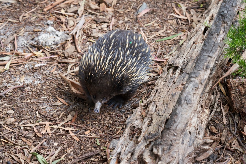 Schnabeligel, Healesville Sanctuary