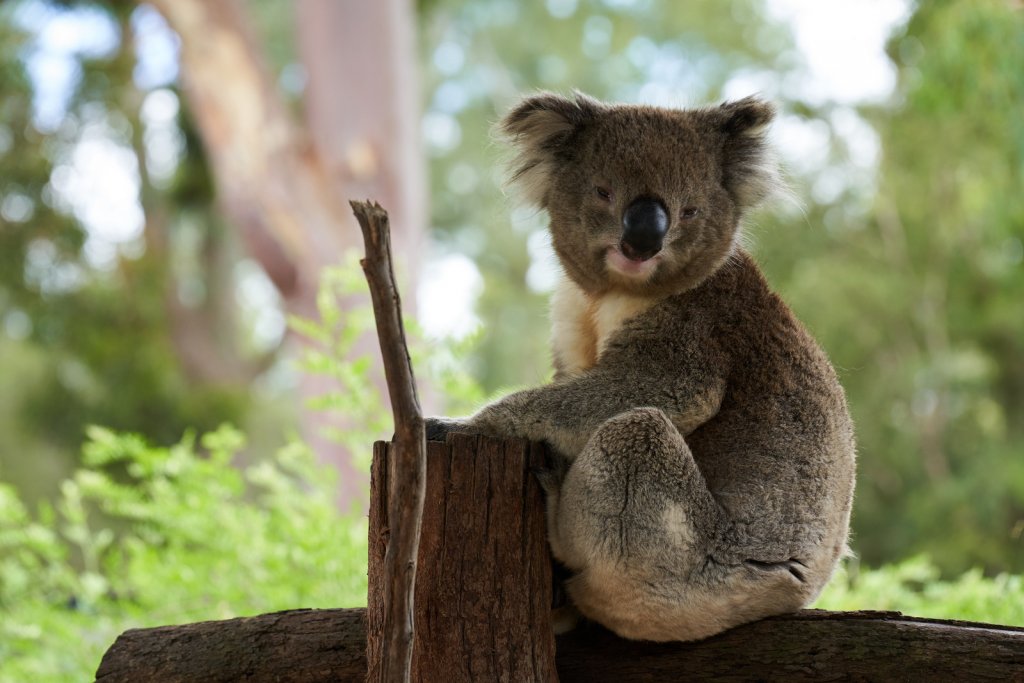 Koala, Healesville Sanctuary