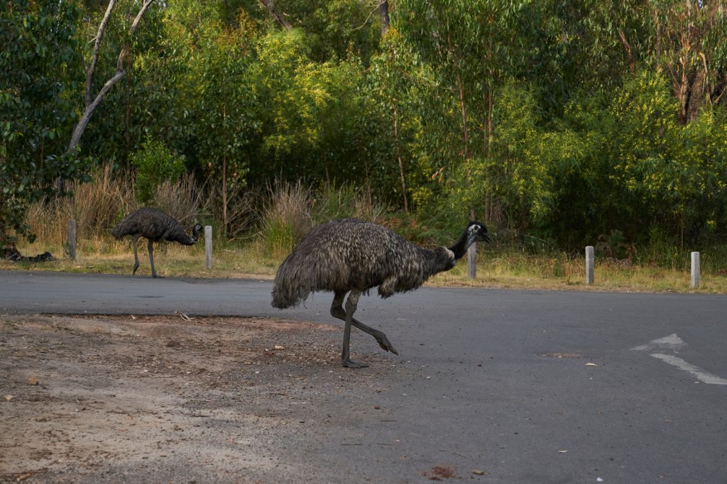 Emus, Grampians NP
