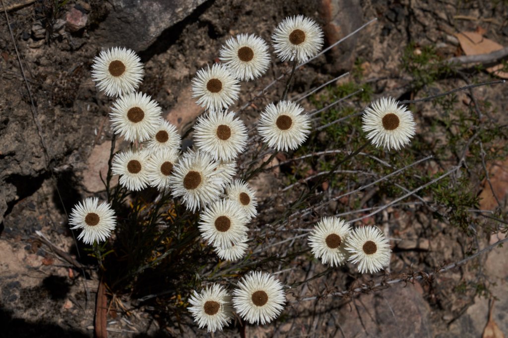 Wildblumen Pinnacle Walk, Grampians NP