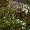 Wildblumen Porcupine Trail, Kosciuszko NP