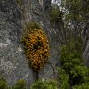 Wildblumen Porcupine Trail, Kosciuszko NP