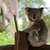 Koala, Healesville Sanctuary