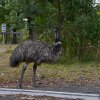 Emu, Grampians NP
