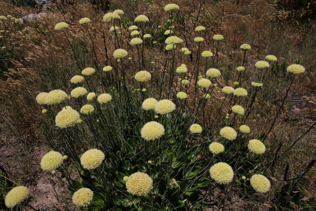 Chapman's Peak Trail