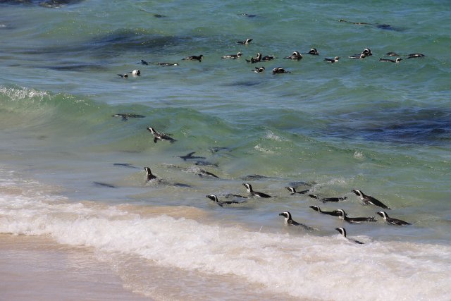 Brillenpinguine bei Boulder