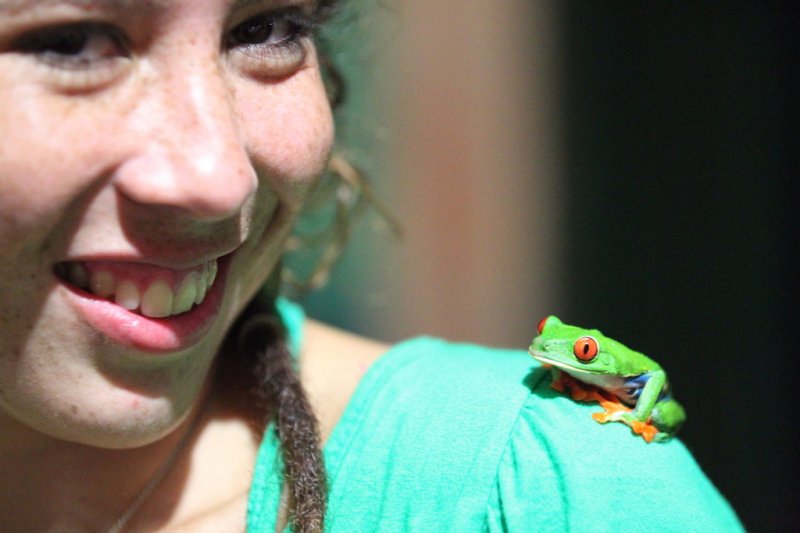 Rotaugenlaubfrosch 