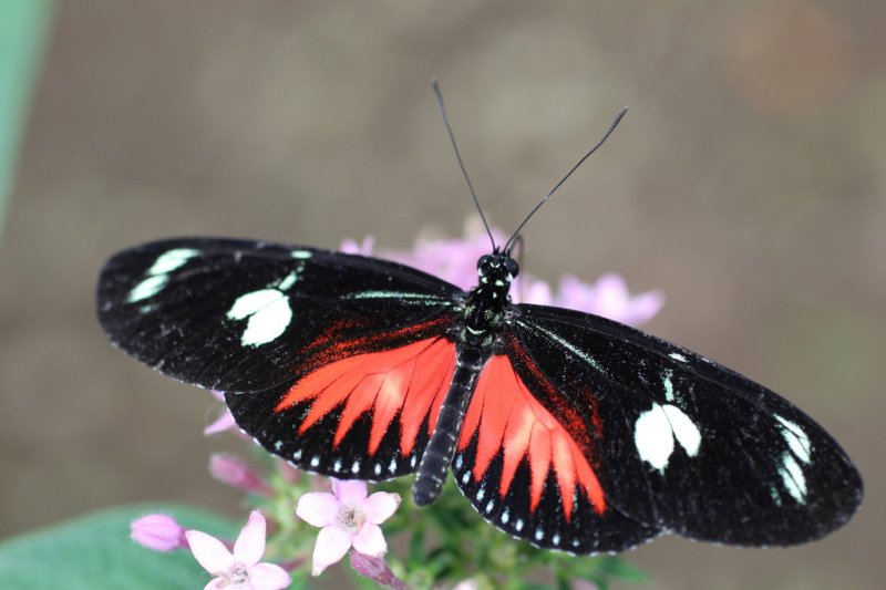 Schmetterlingsgarten, El Castillo
