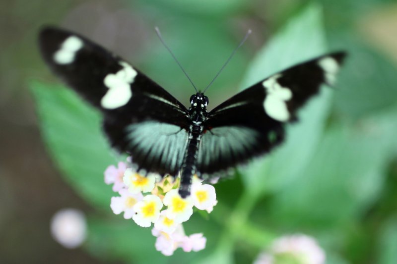 Schmetterlingsgarten, El Castillo
