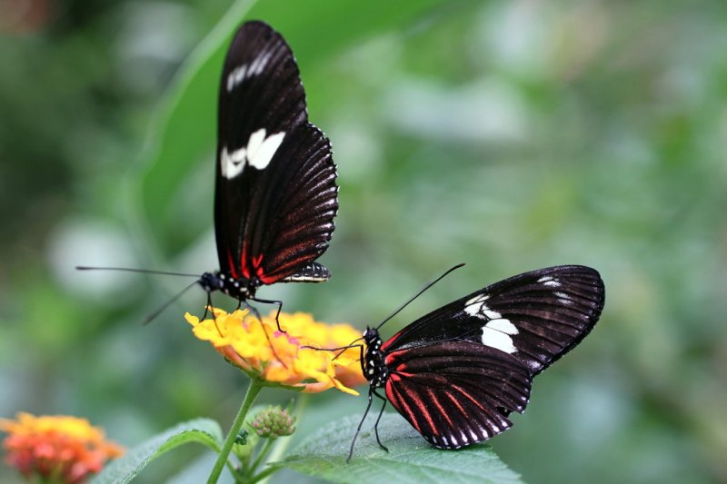 Schmetterlingsgarten, El Castillo