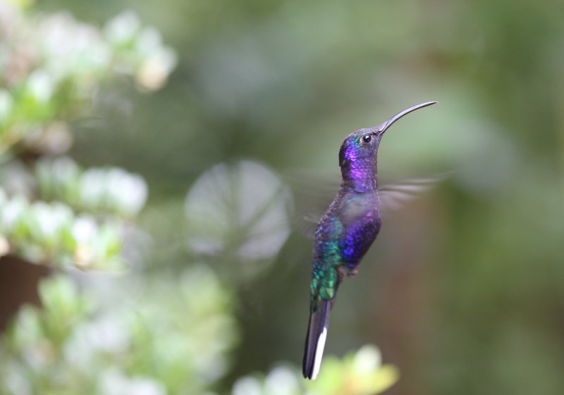 Purpurdegenflügel (Kolibri)