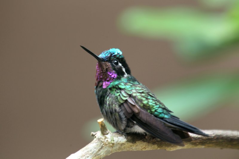 Purpurkehlnymphe (Kolibri)