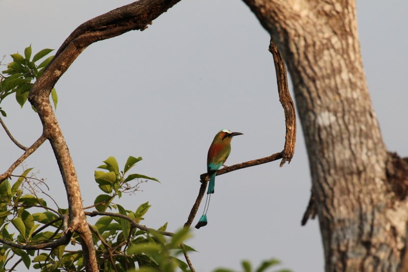 Türkisbrauenmotmot