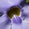 Blüte, Ecocentro Danaus