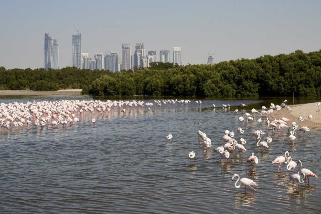 Flamingos, Ras Al Khor Wildlife Sanctuary