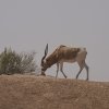 Arabischer Addax-Wüstenantilope, Dubai Safari Park