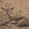 Arabische Sand Gazelle, Dubai Safari Park