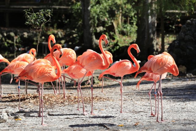 Flamingos, Homosassa Springs Wildlife State Park