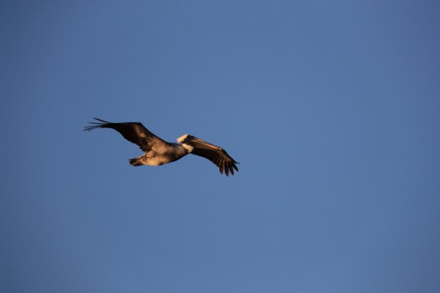 Braunpelikan (Brown Pelican), Sanibel Island