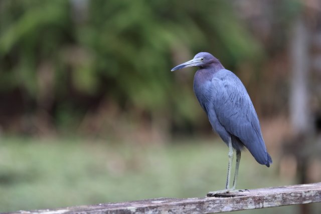 Blaureiher (Little Blue Heron), Corkscrew Swamp Sanctuary