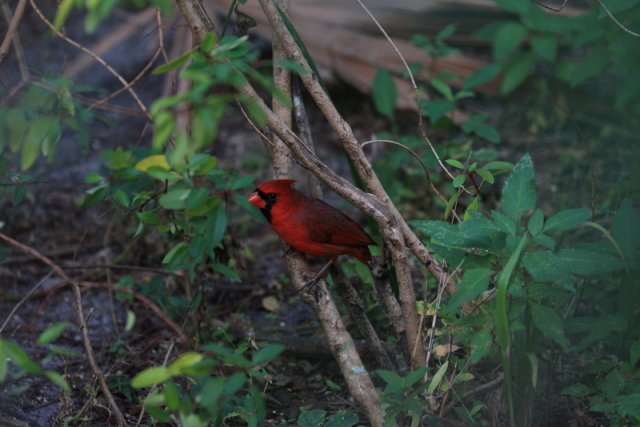 Rotkardinal (Northern Kardinal), Corkscrew Swamp Sanctuary