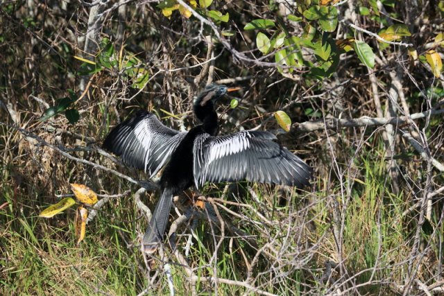 Schlangenhalsvogel (Anhinga), Shark Valley, Everglades NP