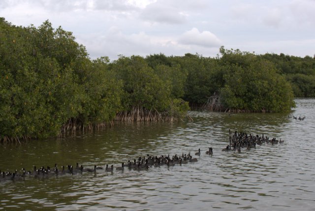 Amerikanische Blesshühner (American Coots), West Lake Boardwalk, Everglades NP