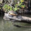Florida-Rotbauch-Schmuckschildkröte (Florida red-bellied Turtle), Ocklawaha River
