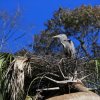 Kanadareiher (Great Blue Heron), Homosassa Springs Wildlife State Park