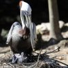 Braunpelikan (Brown Pelican), Homosassa Springs Wildlife State Park