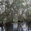 Sumpfzypressen, Corkscrew Swamp Sanctuary