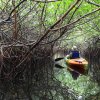 Mangroventunnel, Turner River, Big Cypress National Preserve