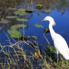 Seidenreiher (Little Egret), Shark Valley, Everglades NP