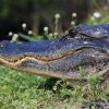 Alligator, Shark Valley, Everglades NP