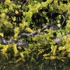Babyalligatoren, Shark Valley, Everglades NP