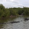 Amerikanische Blesshühner (American Coots), West Lake Boardwalk, Everglades NP