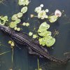 Alligator, Anhinga Trail, Everglades NP