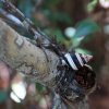 Baumschnecke (Tree Snail), Pinelands Trail, Everglades NP