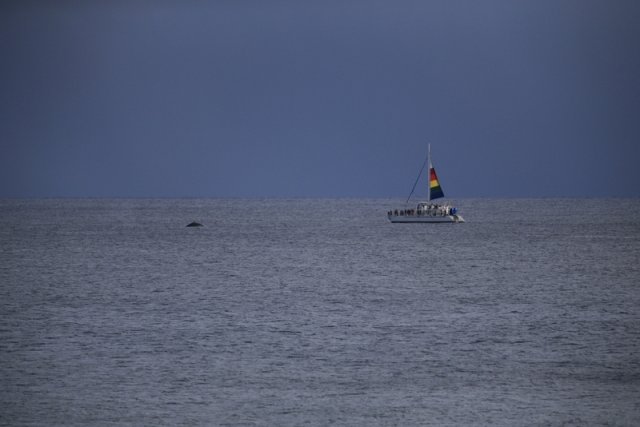 Whalewatching Südküste Kauai