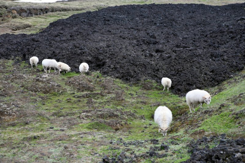 Islandschafe, Krafla