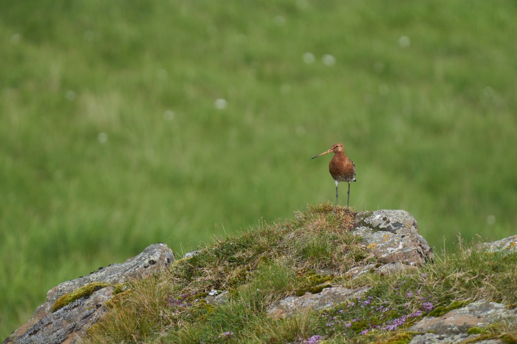 Pfuhlschnepfe, Reykhólar