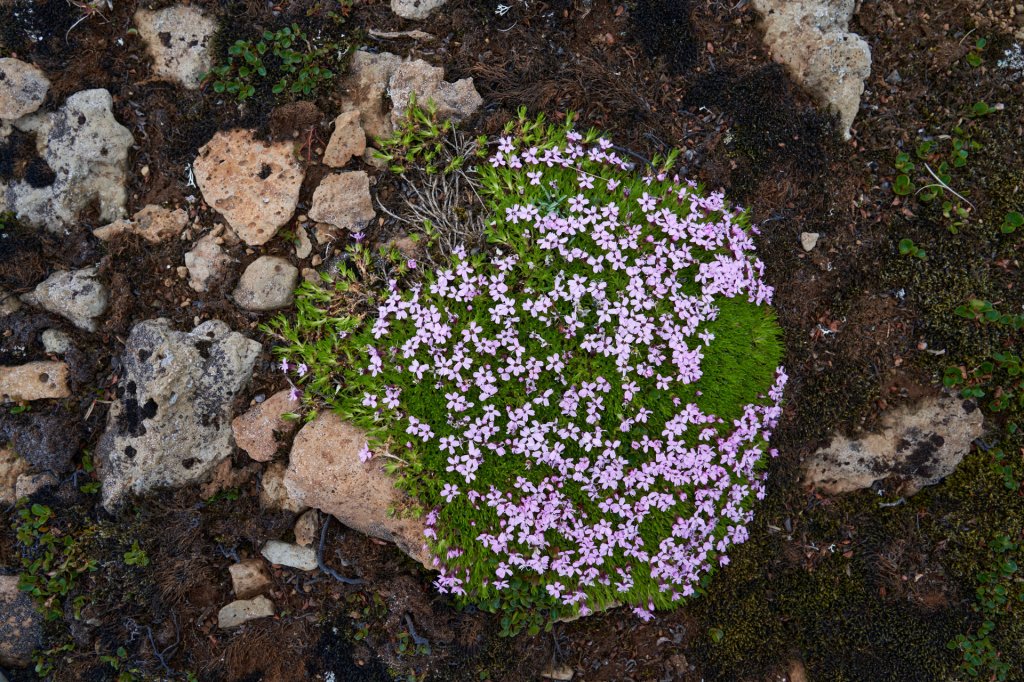 Blumen Bolafjall, Westfjorde