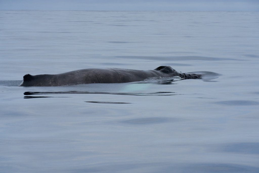 Whalewatching, Eyjafjord bei Dalvik