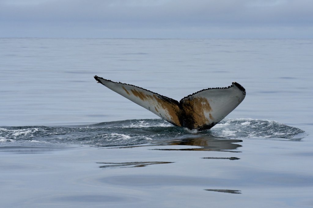 Whalewatching, Eyjafjord bei Dalvik