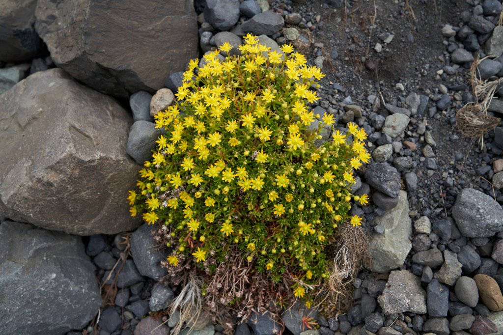 Blumen bei der Gletscherlagune Fjallsárlón